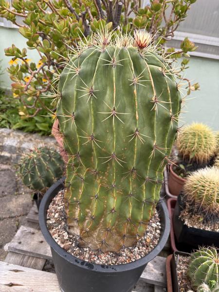 Ferocactus histrix